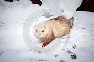 Mustela putorius furo, walking in the snow