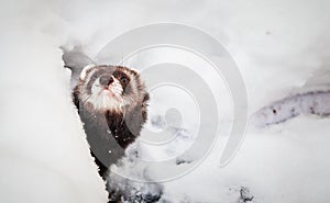 Mustela putorius furo, walking in the snow