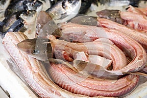 Mustelus or smooth-hounds sharks for sale in the greek fish market.