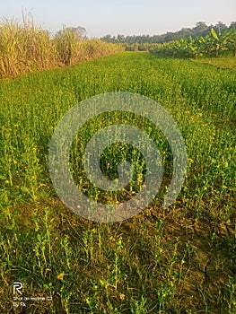 Musterd field in India