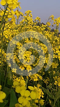 Musterd flower plant