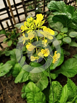 This is mustered flower