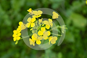 Mustered Plant Flower Isolated in Green Fields of Wheat crop