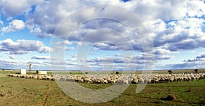 Mustering merino sheep on the Hay plains.