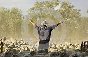 Mustering merino sheep