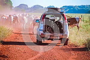 Mustering a mob of cattle using car in Helen Springs Station, Darwin, Australia