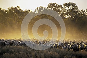 Mustering sheep in outback.