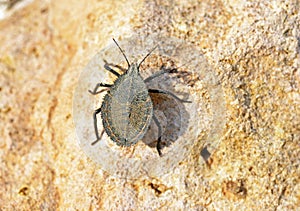 Mustha spinulosa , a kind of shield bug or stink bug on rock , Hemiptera insect