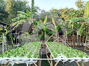 Mustrad vegetable plants are developed  hidroponic methods can make plants natural without the use many chemicals