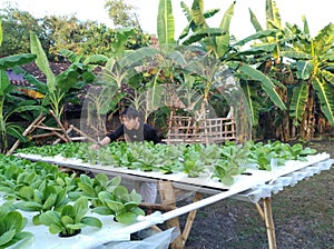 Mustrad vegetable plants are developed  hidroponic methods can make plants natural without the use many chemicals