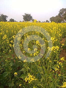 Mustured  crop yeild in India photo