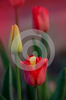 Mutant flower with two colors in a single flower. Unique two color tulip