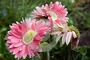 Mutant Gerber Daisies