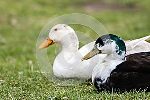 Mutant Mallard Duck Hybrid sits next to White Mallard duck
