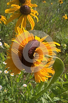 Mutant Sunflowers