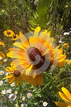 Mutant Sunflowers