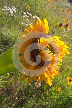 Mutant Sunflowers photo
