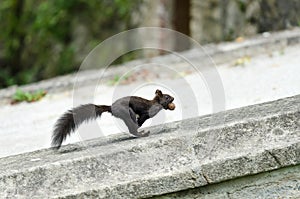 Mutated black squirrel Sciurus Vulgaris running with a walnut in the gardens of Cesky Krumlov castle