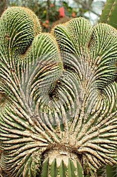 Mutated crest growing on the trunk of a cactus