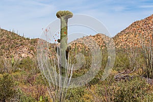 Mutated Saguaro