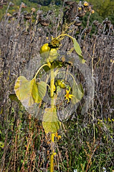 Mutated sunflower in a dry wilted sunflower field