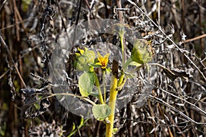 Mutated sunflower in a dry wilted sunflower field