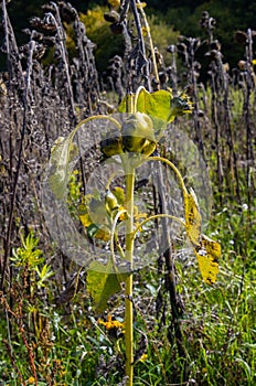 Mutated sunflower in a dry wilted sunflower field