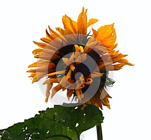 Mutated Sunflower with 3 heads photo