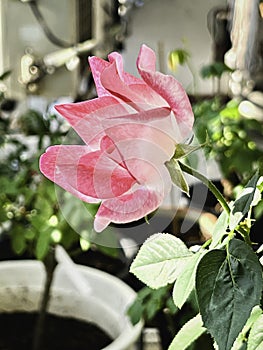 The mutation of double delight rose from hot weather,white mixed pink color around edge petal