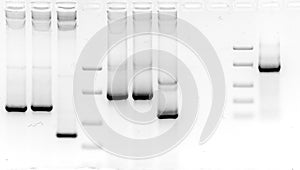 Mutation screening in agarose gel