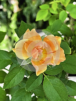 The mutation of Yellow Mustrard Rose from hot weather,Crinkled petals