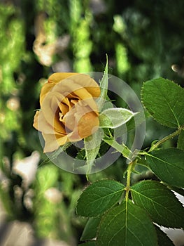 The mutation of Yellow Mustrard Rose from hot weather,Crinkled petals