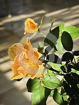 The mutation of Yellow Mustrard Rose from hot weather,Crinkled petals