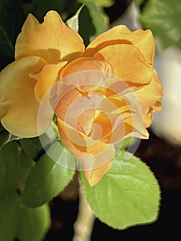 The mutation of Yellow Mustrard Rose from hot weather,Crinkled petals