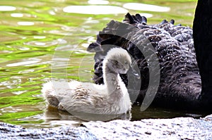 A mute cygnet of mute swan, swan a rainy day