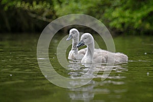 Mute cygnet swans with grey down feathers