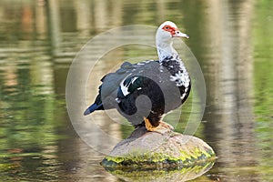 Mute duck cairina moschata rests on a boulder in the middle of the pond