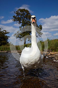 Mute swan