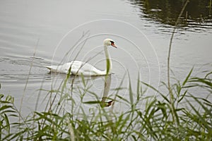 Mute Swan