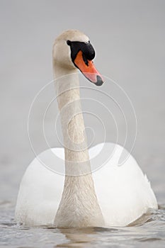 Mute swan