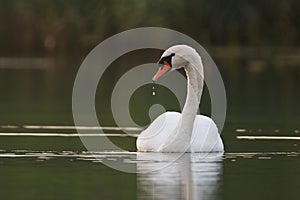 Mute swan