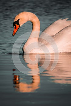 Mute Swan 