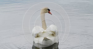 Mute swan