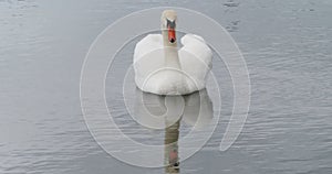 Mute swan