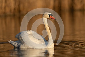 Mute swan