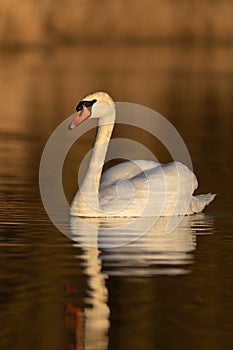 Mute swan