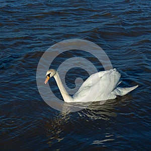 Mute swan