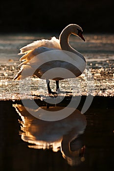 Mute Swan