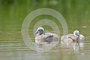 Mute swan