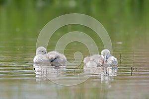 Mute swan